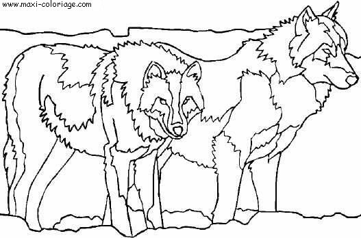 Image De Loup A Imprimer Image De