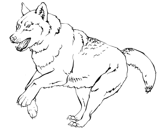 coloriage loup  imprimer