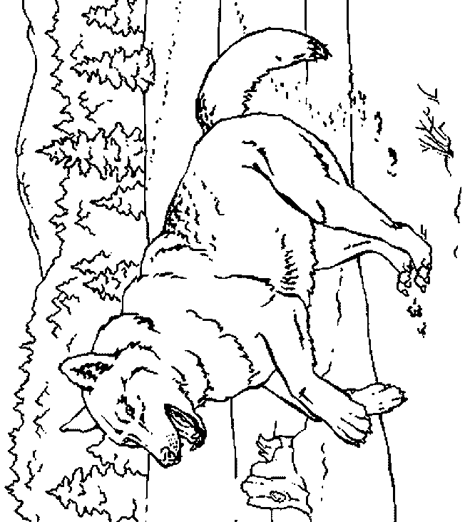 coloriage bebe loup imprimer