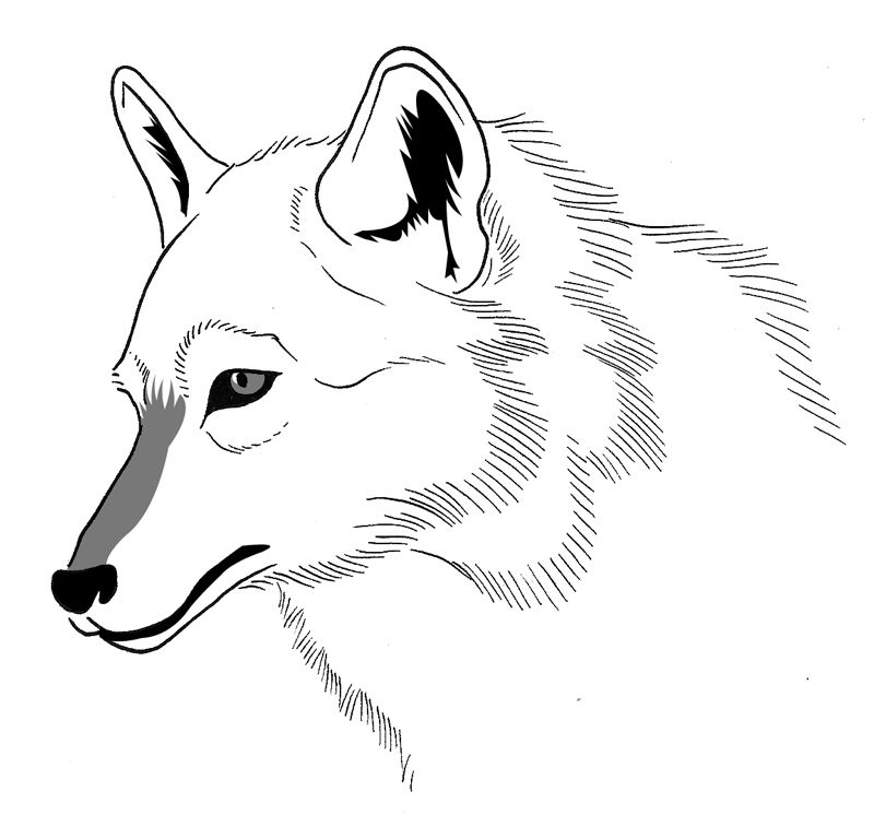 dessin à colorier loup méchant