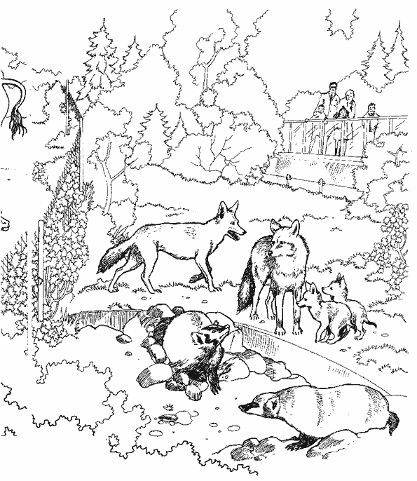 dessin loup geoffroy de pennart