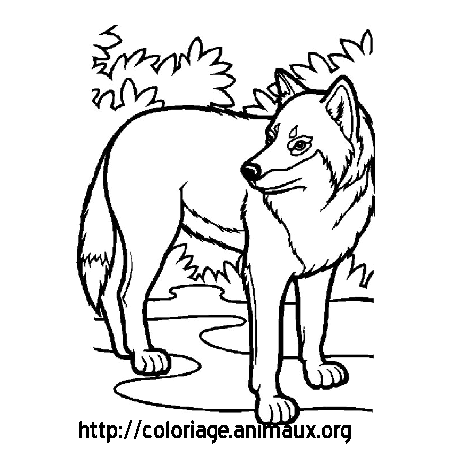 vrac dessin loup