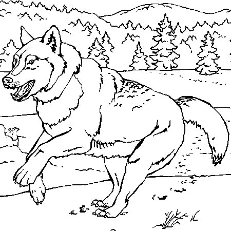 dessin loup et chevreaux