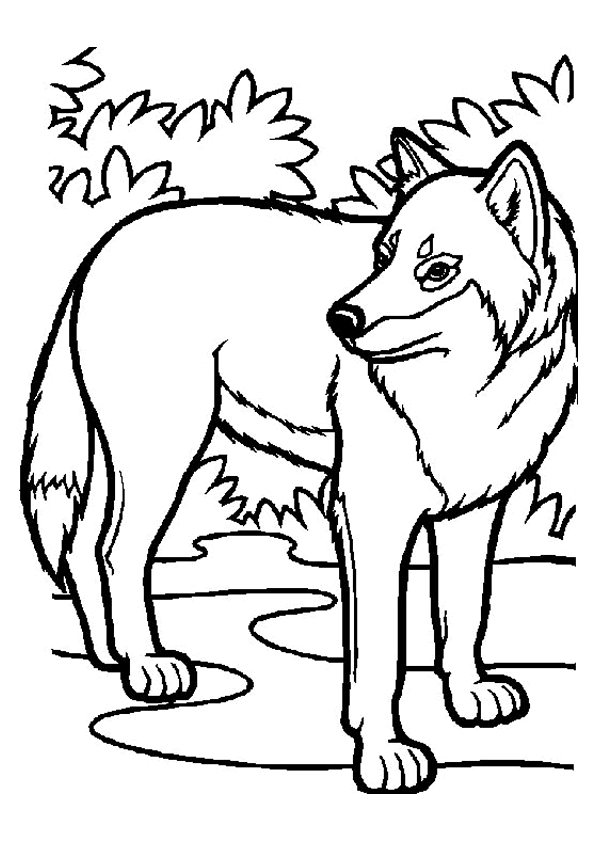 coloriage mini loup à imprimer