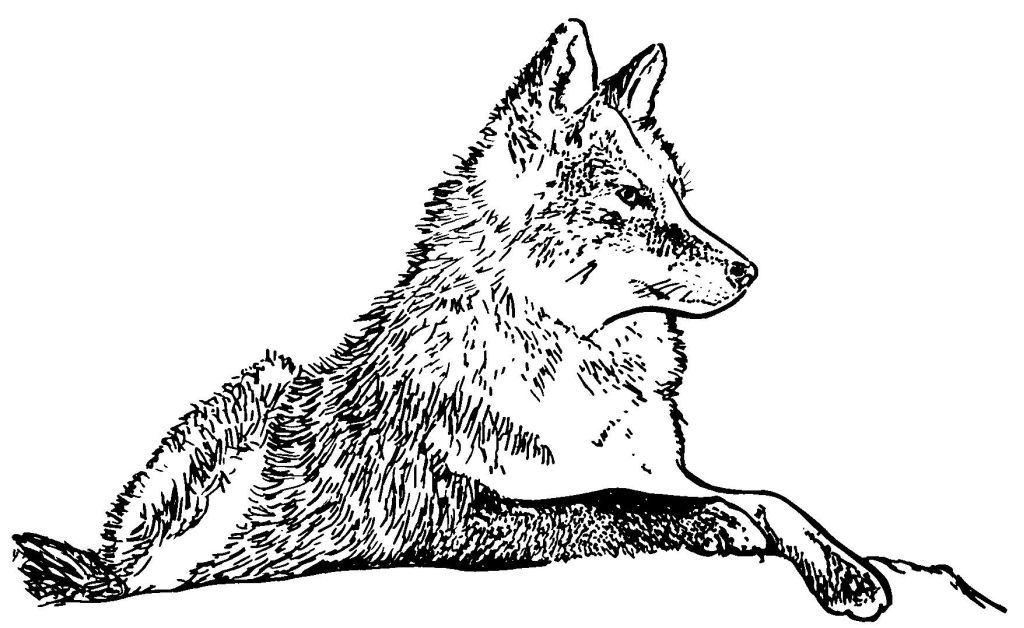 dessin le loup qui voulait