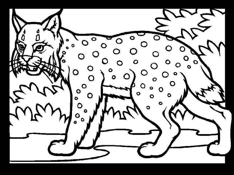 coloriage lynx imprimer