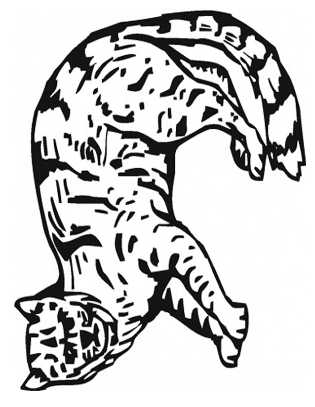 dessin bébé lynx