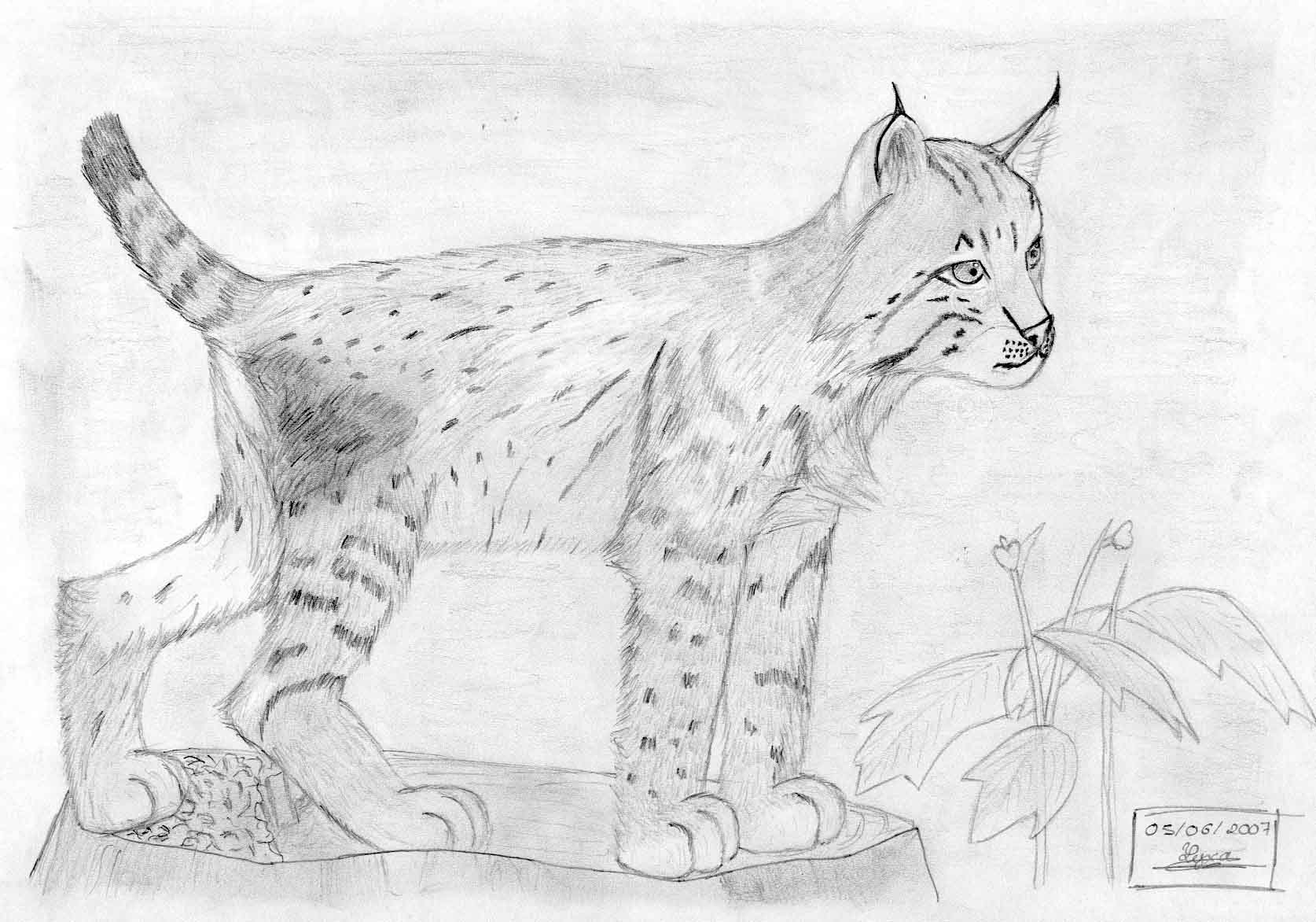 coloriage lynx � imprimer