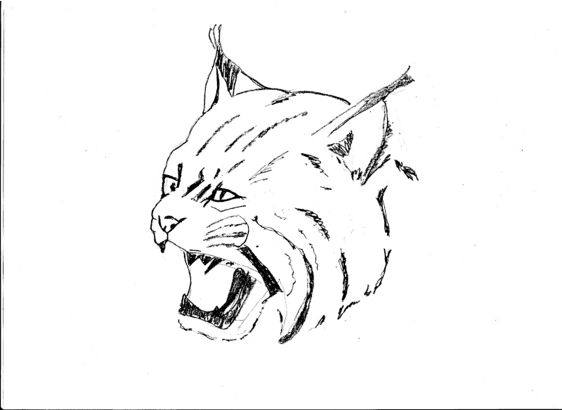coloriage lynx