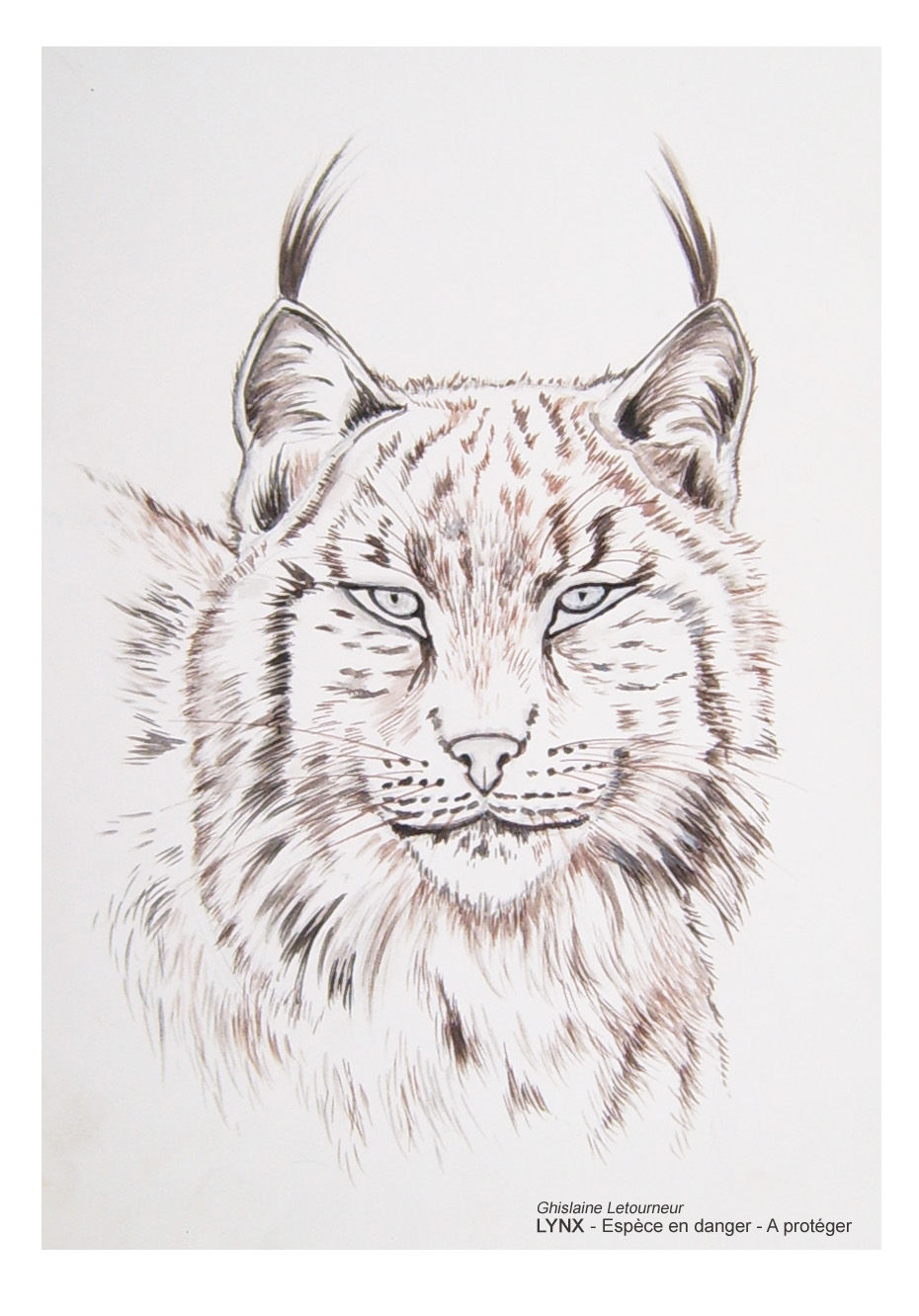 coloriage de lynx