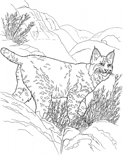 dessin à colorier lynx imprimer