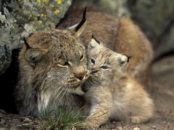 coloriage à dessiner bébé lynx