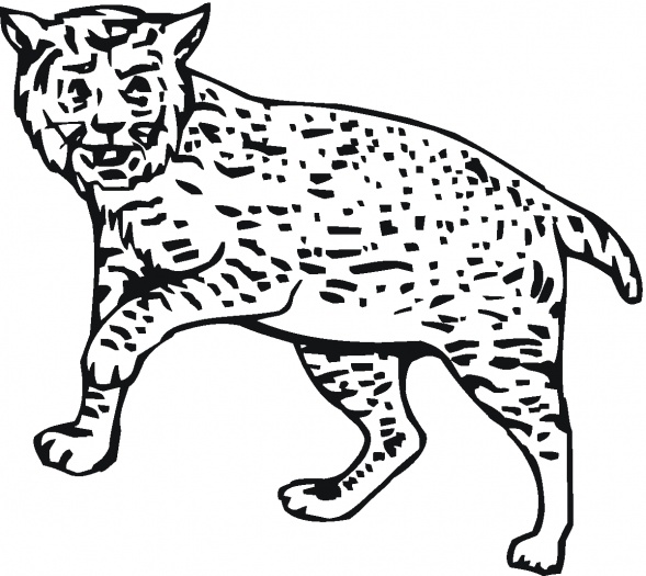 dessin lynx à imprimer
