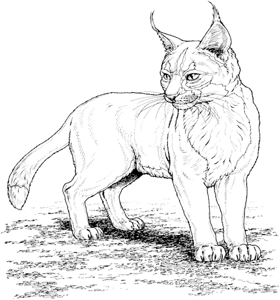 dessin oeil de lynx