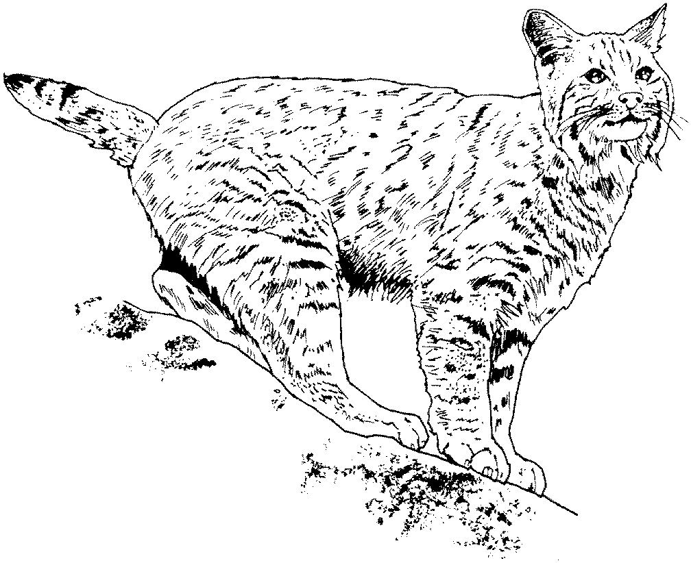dessin mandala lynx