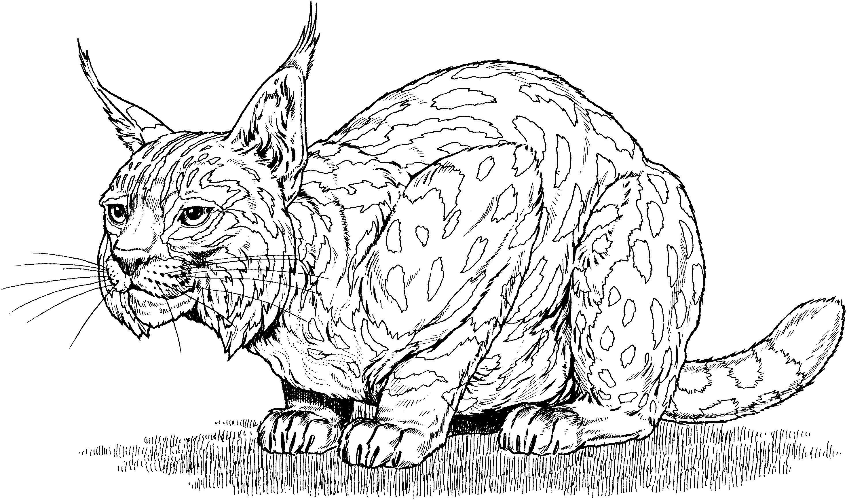 coloriage lynx ligne