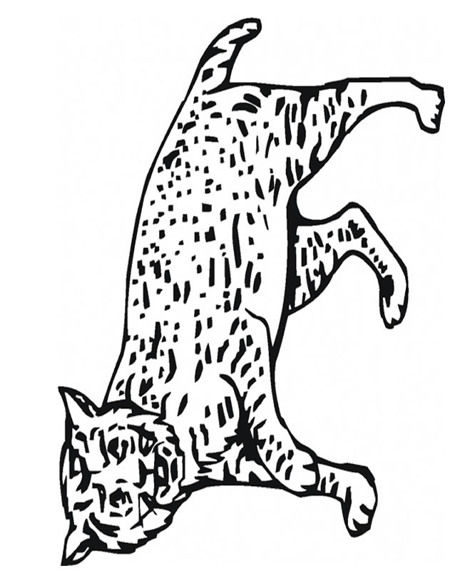 coloriage à dessiner gratuit de lynx