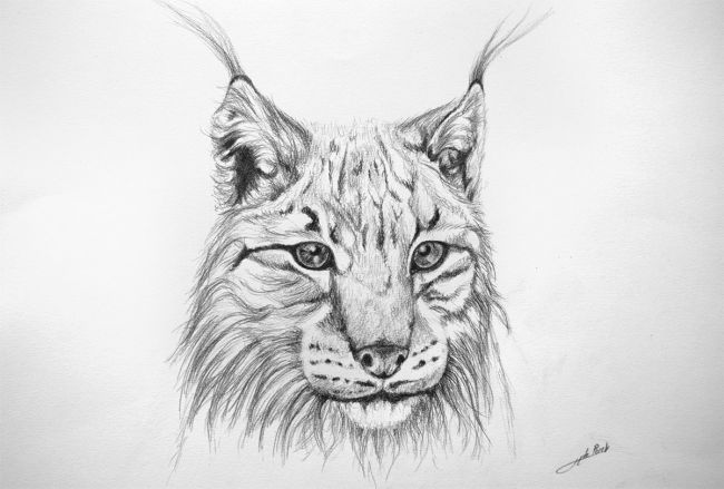 dessin lynx ligne