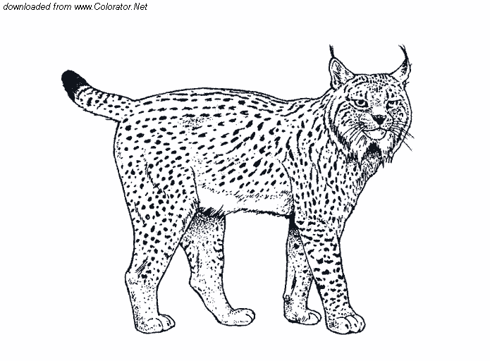 dessin de lynx