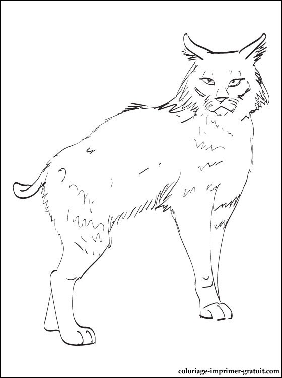 dessin à colorier mandala lynx