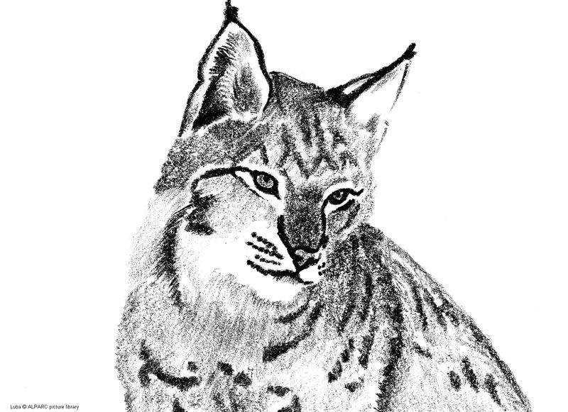 coloriage à imprimer lynx