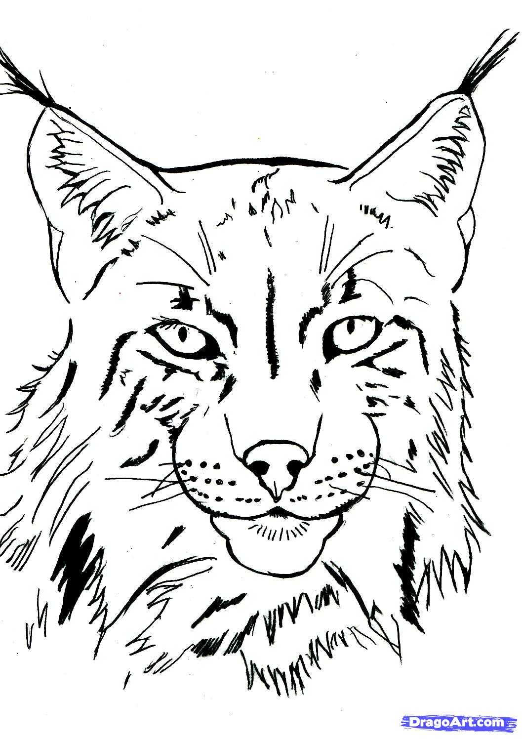 coloriage gratuit de lynx