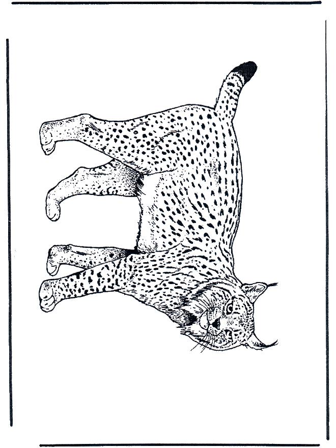 coloriage à dessiner à imprimer lynx