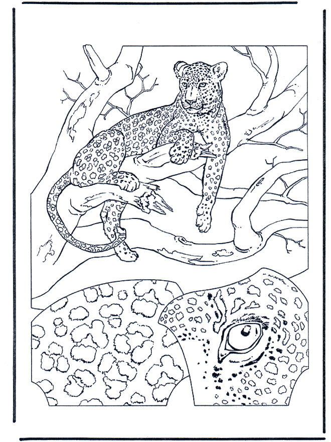 dessin � colorier gratuit de lynx