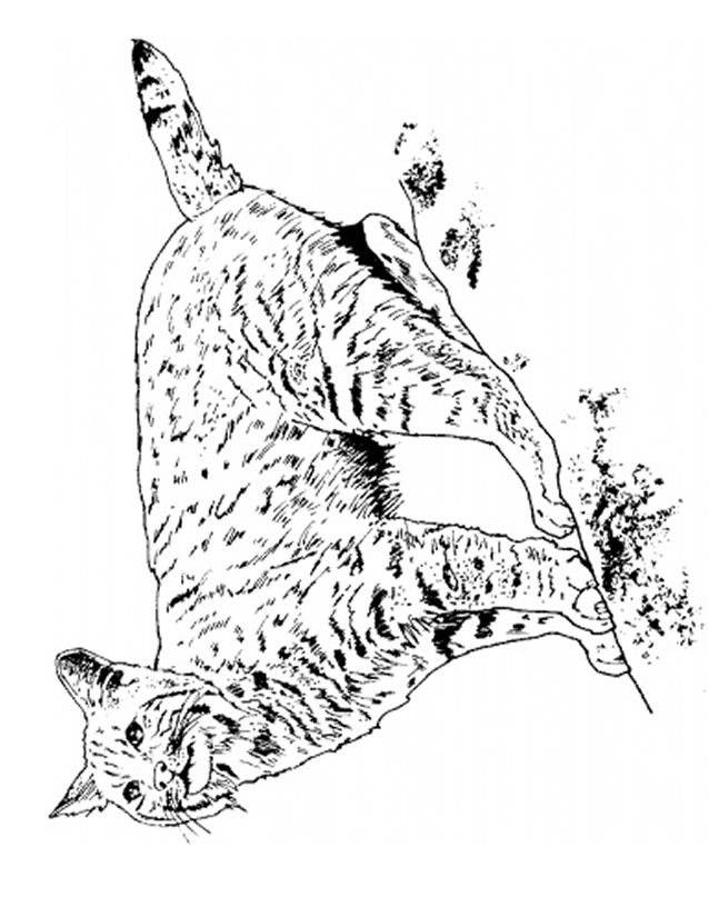 coloriage � dessiner lynx a imprimer