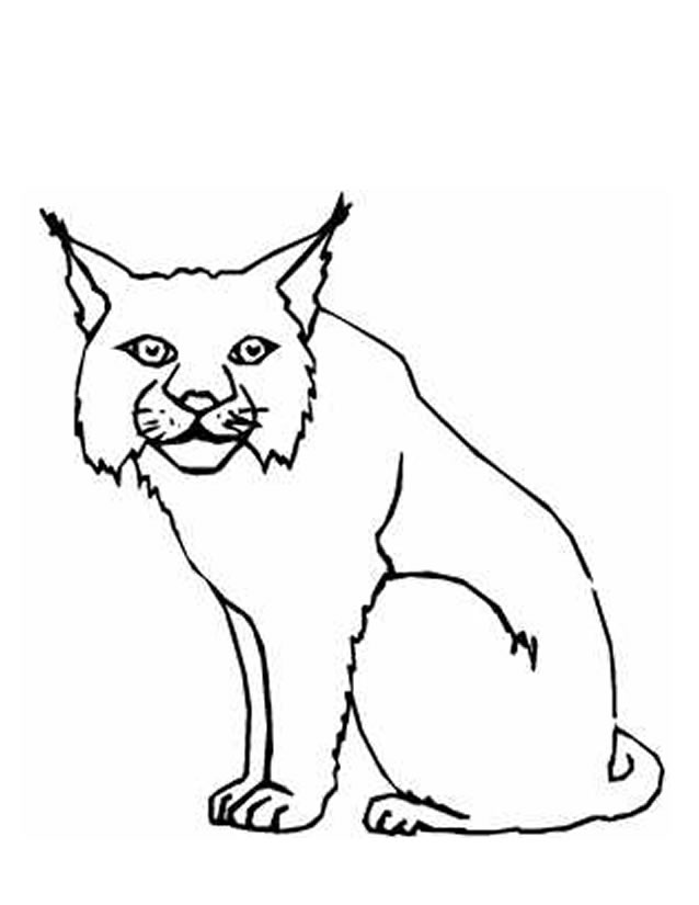 coloriage à dessiner de lynx