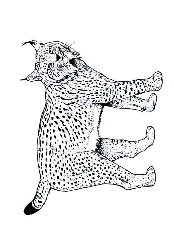 dessin à colorier lynx