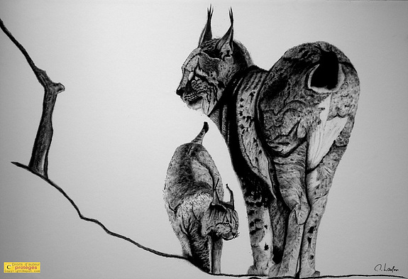 dessin de lynx a imprimer