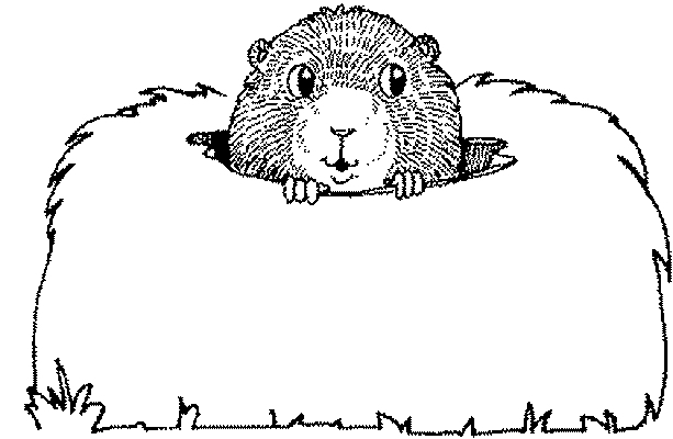 coloriage marmotte imprimer gratuit