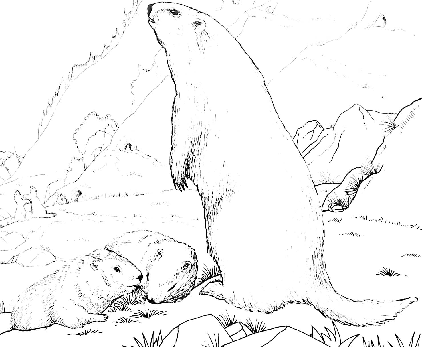 coloriage marmotte montagne