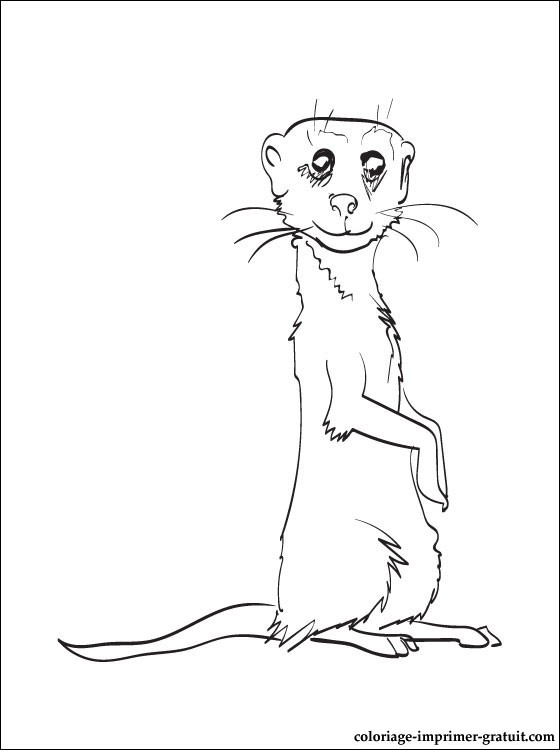 coloriage en ligne marmotte