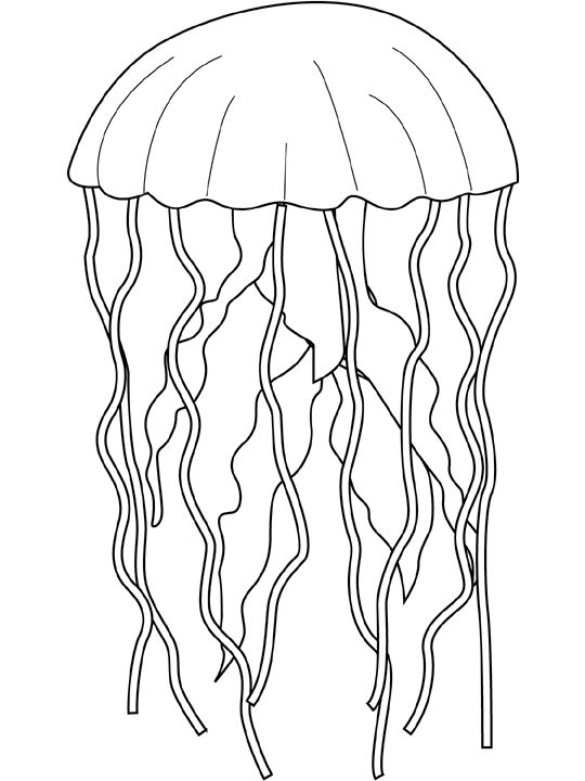 dessin méduse coloriage à dessiner