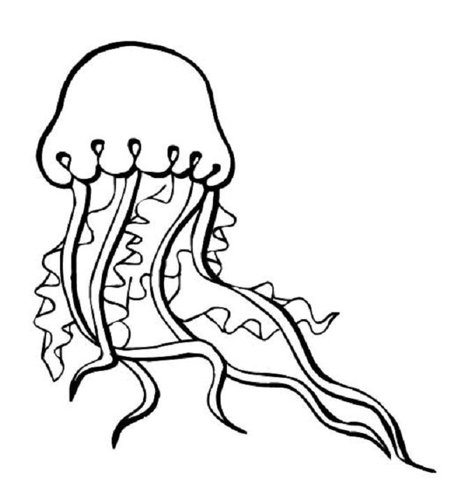 coloriage à dessiner méduse a imprimer