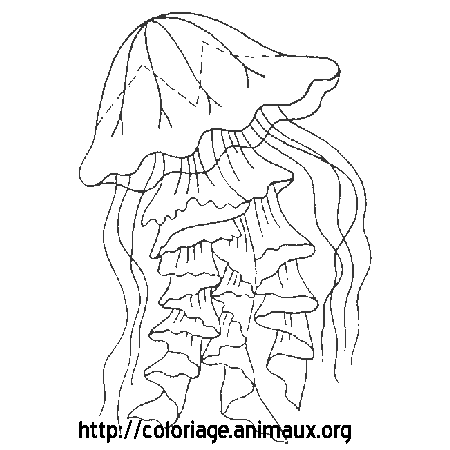 coloriage meduse