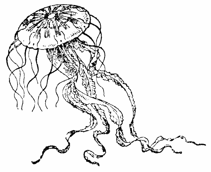 dessin gorgone meduse
