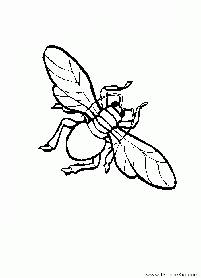 dessin à colorier mouche a imprimer gratuit