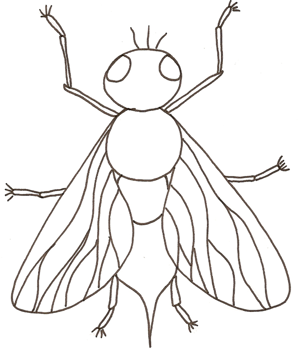 coloriage mouche a imprimer gratuit