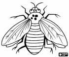 dessin  colorier de mouche gratuit