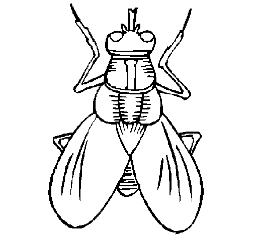 coloriage mouche imprimer