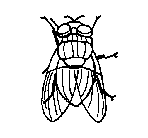 coloriage mouche