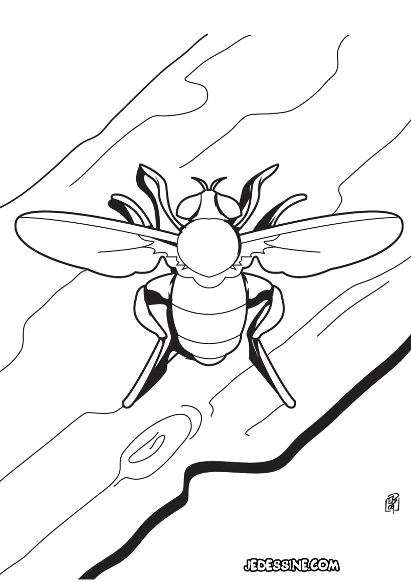 dessin  colorier de mouche