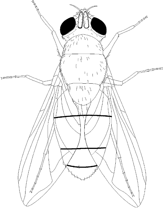 coloriage à dessiner se moucher