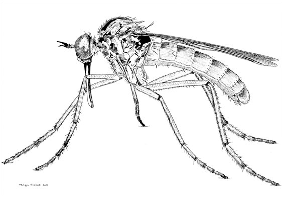 dessin piqure de moustique