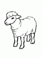 coloriage de mouton