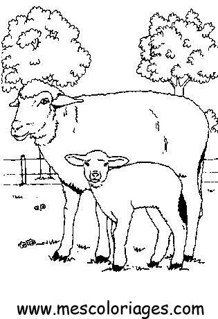 image dessin mouton