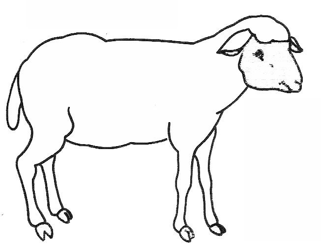 mouton en dessin a colorier